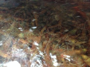 닭새우로 추정되는 녀석