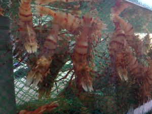 홍새우로 추정되는 녀석