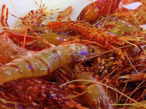 크고 싱싱하고 파닥거리는 독도새우