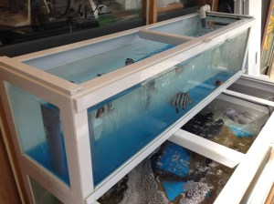 싱싱한 회를 사용한다는 것을 웅변이라도 하듯 수조를 가게 앞에 뒀다