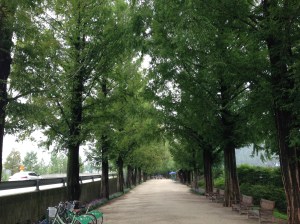 산책로로 만들어진 메타세콰이어길도 있는데 여기는 천원 정도의 입장료를 내야 한다