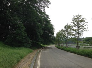 천연기념물로 지정되기도 했다고 하며 산책하기에 적당하다