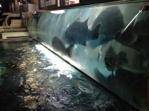 '살아있는' 생선들 구경하는 재미도 제법 쏠쏠하다