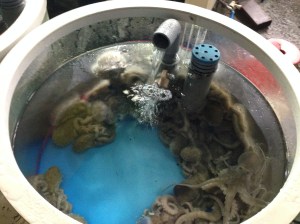 식당 앞에는 살아있는 '목포 낙지'들이 간택을 기다리고 있다